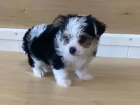 Princess, a female Morkie for sale in Fennimore, WI – 1 of 10