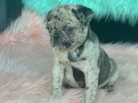 Speckles, a female Pug for sale in Fennimore, WI – 3 of 9