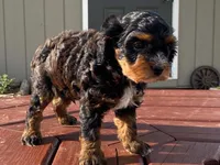 Teddy, a male Cavapoo for sale in Fennimore, WI – 10 of 10