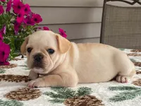 Sunshine, a female French Bulldog for sale in Fennimore, WI – 1 of 9