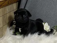 Archie, a male Pug for sale in Fennimore, WI – 6 of 9