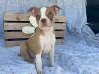 Dottie, a female Boston Terrier and Fox Terrier for sale in Fennimore, WI – 3 of 7