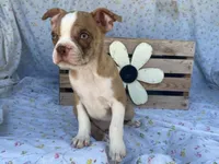 Dottie, a female Boston Terrier and Fox Terrier for sale in Fennimore, WI – 4 of 7