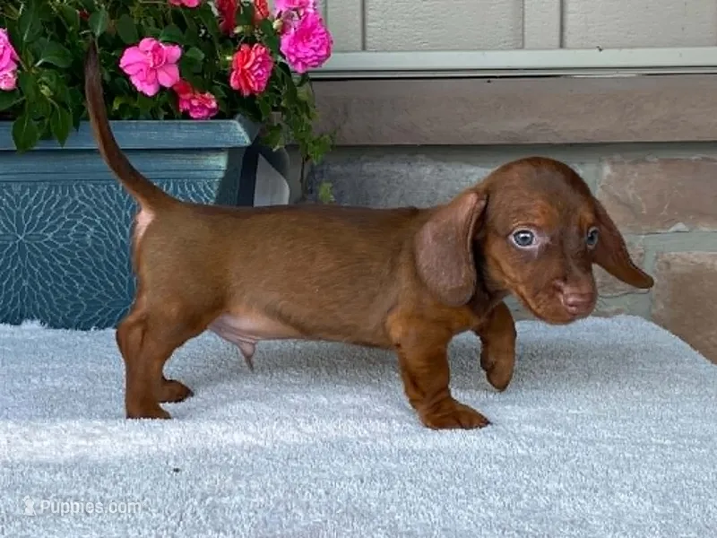 Reeses – Dachshund puppy for sale in Fennimore, WI