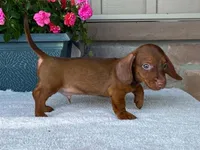 Reeses, a male Dachshund for sale in Fennimore, WI – 1 of 10