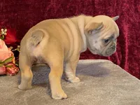 Fanny, a female French Bulldog for sale in Fennimore, WI – 9 of 10