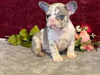 Bossy, a female French Bulldog for sale in Fennimore, WI – 10 of 10
