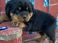 Rocky, a male Rottweiler for sale in Fennimore, WI – 9 of 10