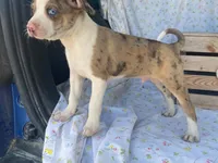 Chuck, a male Boston Terrier and Fox Terrier for sale in Fennimore, WI – 10 of 10