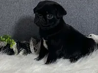 Archie, a male Pug for sale in Fennimore, WI – 2 of 9