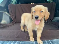 Jasper, a male Golden Retriever for sale in Fennimore, WI – 4 of 9