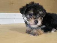 Puffy, a female Morkie for sale in Fennimore, WI – 2 of 10