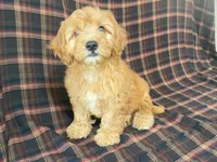 Mindy, a female Cavachon for sale in Fennimore, WI – 8 of 9
