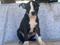 Midnight, a female Boston Terrier and Fox Terrier for sale in Fennimore, WI – 3 of 10