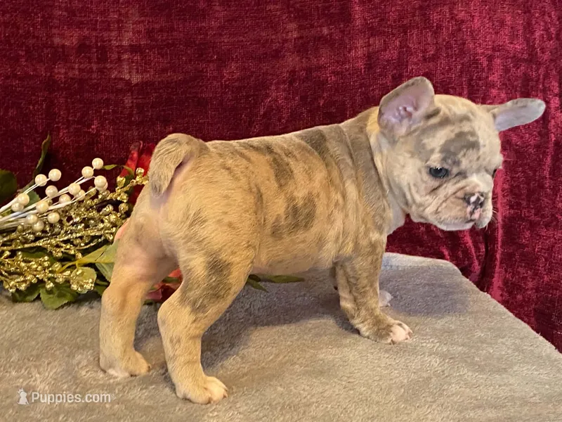 Baxter – French Bulldog puppy for sale in Fennimore, WI