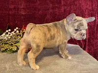 Baxter, a male French Bulldog for sale in Fennimore, WI – 1 of 10