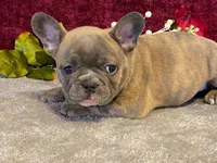 Fancy, a female French Bulldog for sale in Fennimore, WI – 4 of 9