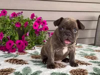 Spike, a male French Bulldog for sale in Fennimore, WI – 6 of 10