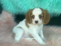 Checkers, a male Cavalier King Charles Spaniel for sale in Fennimore, WI – 6 of 10