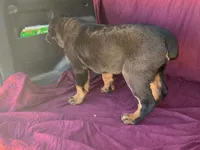 Chopper, a male Rottweiler for sale in Fennimore, WI – 10 of 10