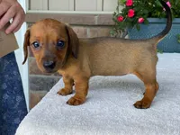 Twix, a female Dachshund for sale in Fennimore, WI – 10 of 10