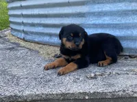 Sassy, a female Rottweiler for sale in Fennimore, WI – 6 of 9