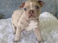 Franky, a male Frenchton for sale in Fennimore, WI – 8 of 10