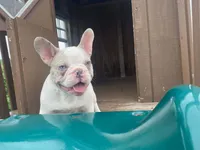 Panda, a male French Bulldog for sale in Fennimore, WI – 7 of 9