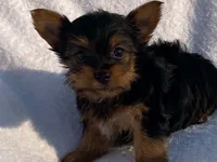 Chad, a male Yorkshire Terrier for sale in Fennimore, WI – 3 of 10