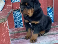 Chopper, a male Rottweiler for sale in Fennimore, WI – 1 of 10