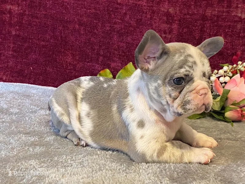 Bossy – French Bulldog puppy for sale in Fennimore, WI