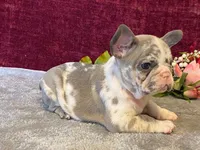 Bossy, a female French Bulldog for sale in Fennimore, WI – 1 of 10