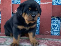 Fido, a male Rottweiler for sale in Fennimore, WI – 10 of 10