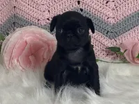 Victoria, a female Pug for sale in Fennimore, WI – Photo 3 of 10