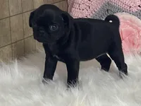 Victoria, a female Pug for sale in Fennimore, WI – Photo 5 of 10