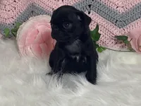 Victoria, a female Pug for sale in Fennimore, WI – Photo 2 of 10