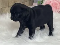 Victoria, a female Pug for sale in Fennimore, WI – Photo 4 of 10