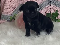 Victoria, a female Pug for sale in Fennimore, WI – Photo 8 of 10