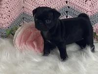 Victoria, a female Pug for sale in Fennimore, WI – Photo 10 of 10