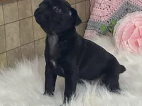 Victoria, a female Pug for sale in Fennimore, WI – Photo 6 of 10