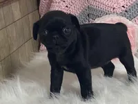 Victoria, a female Pug for sale in Fennimore, WI – Photo 7 of 10
