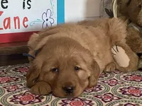 Buck, a male Golden Retriever for sale in Fennimore, WI – Photo 9 of 10