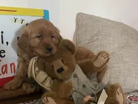 Buck, a male Golden Retriever for sale in Fennimore, WI – Photo 2 of 10