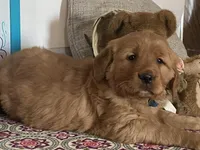 Buck, a male Golden Retriever for sale in Fennimore, WI – Photo 10 of 10