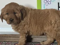 Buck, a male Golden Retriever for sale in Fennimore, WI – Photo 1 of 10