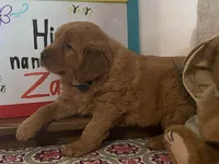 Buck, a male Golden Retriever for sale in Fennimore, WI – Photo 6 of 10