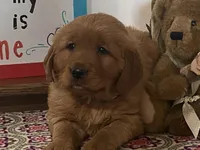 Buck, a male Golden Retriever for sale in Fennimore, WI – Photo 3 of 10