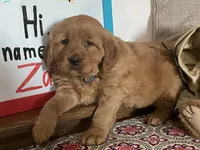 Buck, a male Golden Retriever for sale in Fennimore, WI – Photo 8 of 10