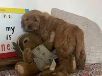 Buck, a male Golden Retriever for sale in Fennimore, WI – Photo 5 of 10