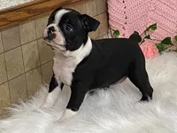 Brianna, a female Boston Terrier for sale in Fennimore, WI – 5 of 10